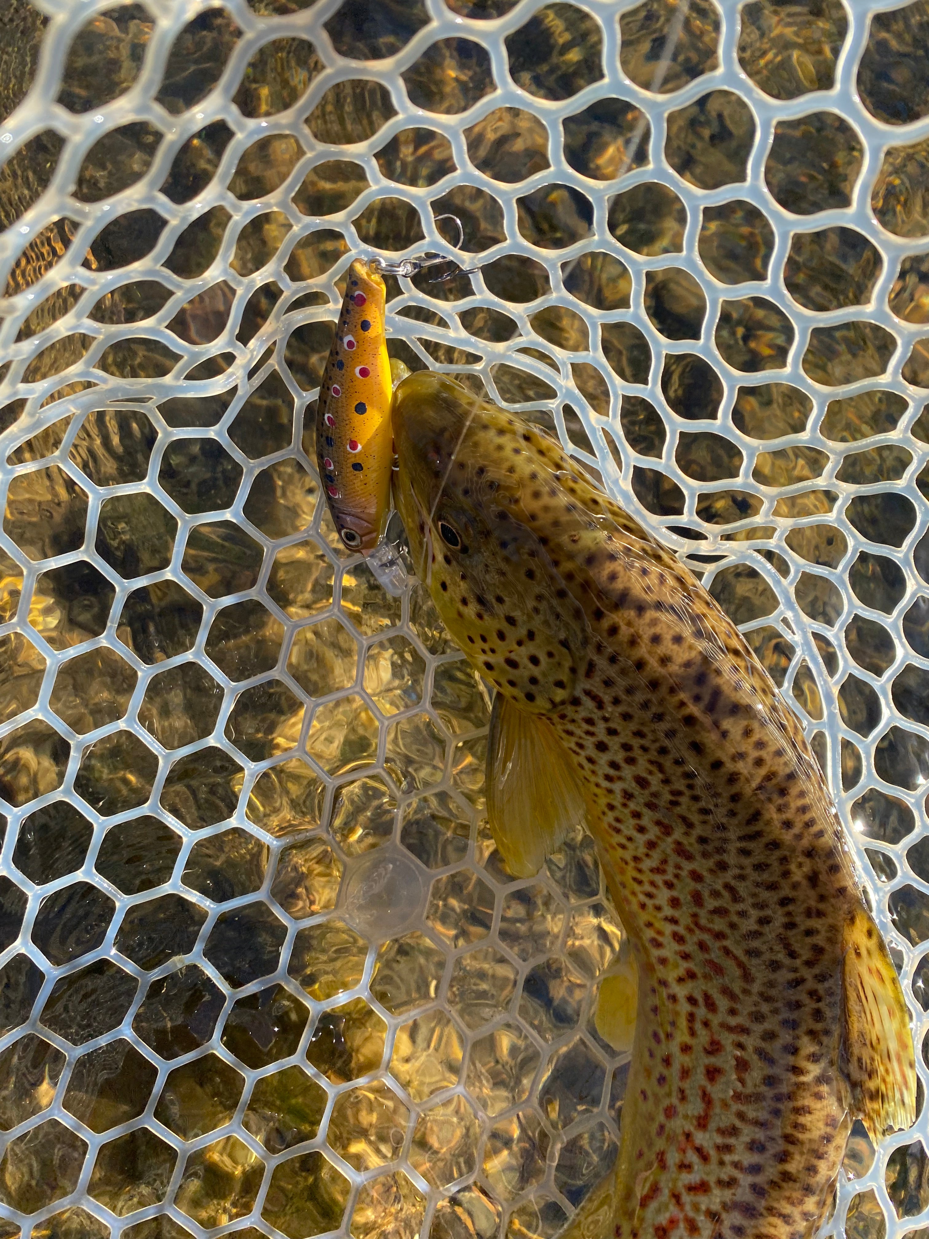 Brown Trout
