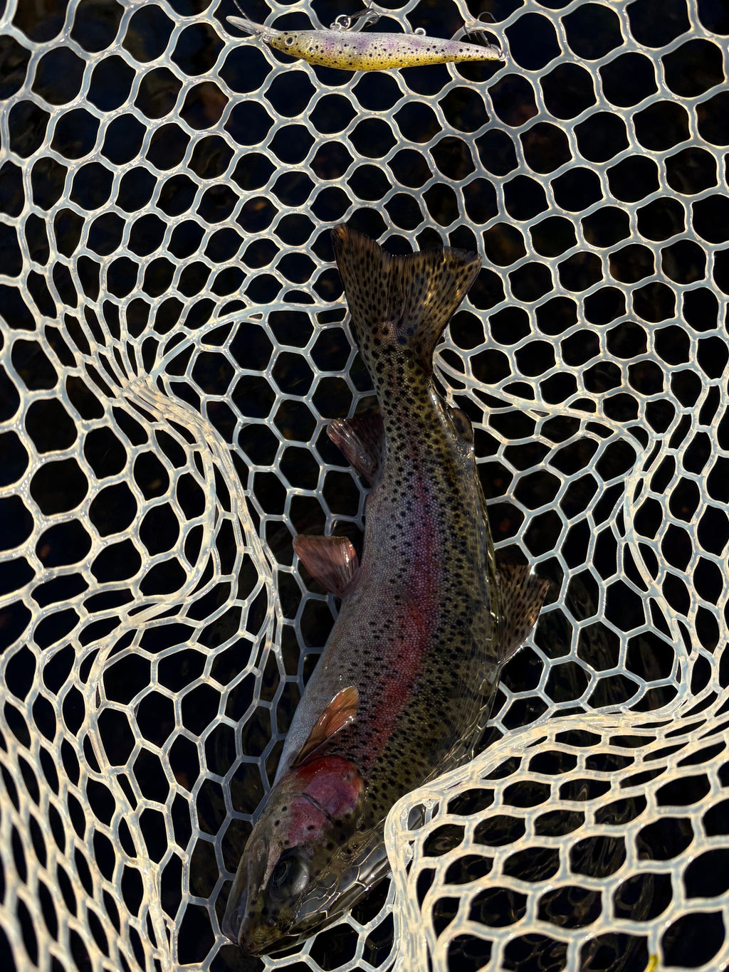 Rainbow Trout Fingerling