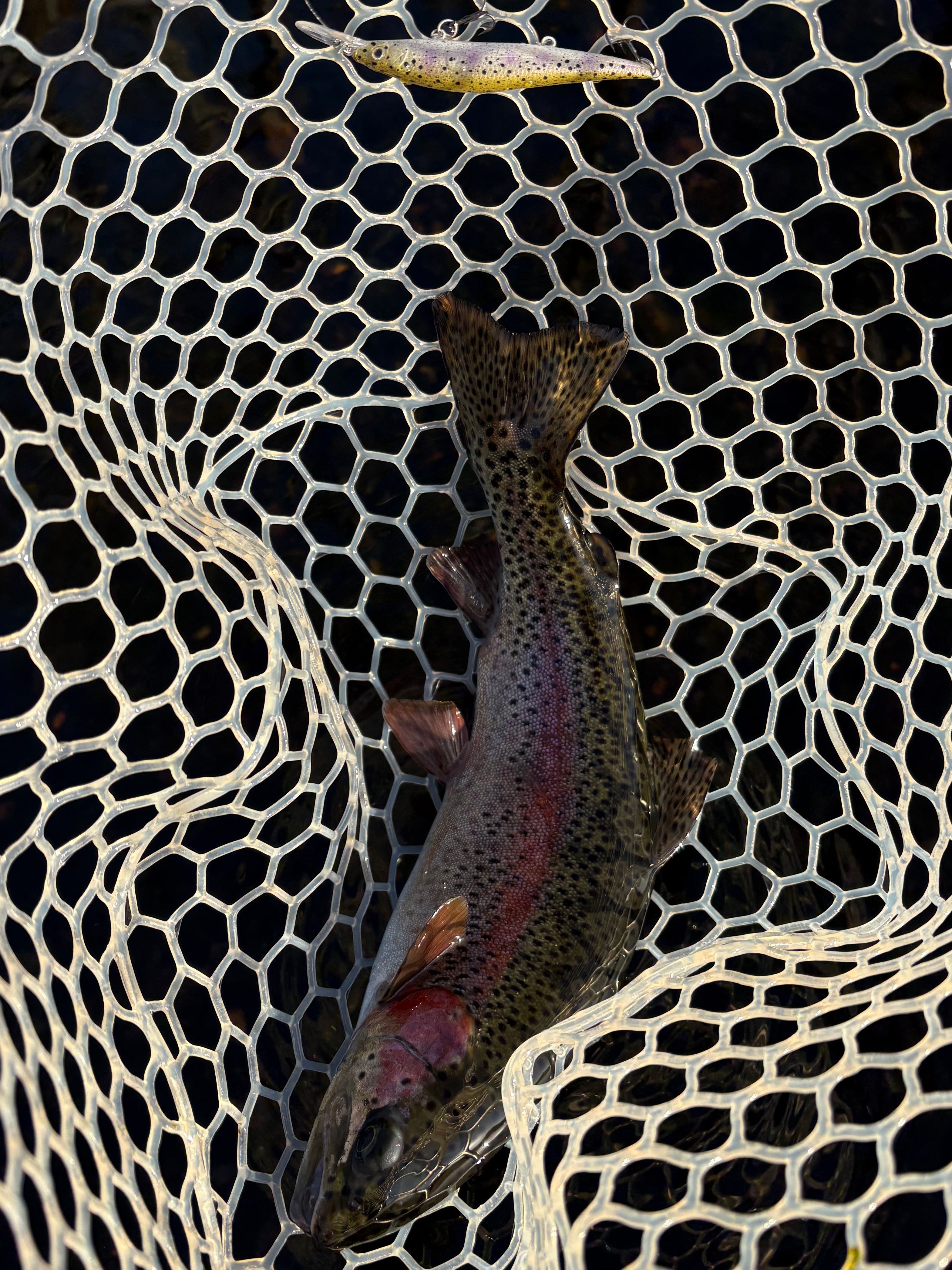 Rainbow Trout Fingerling