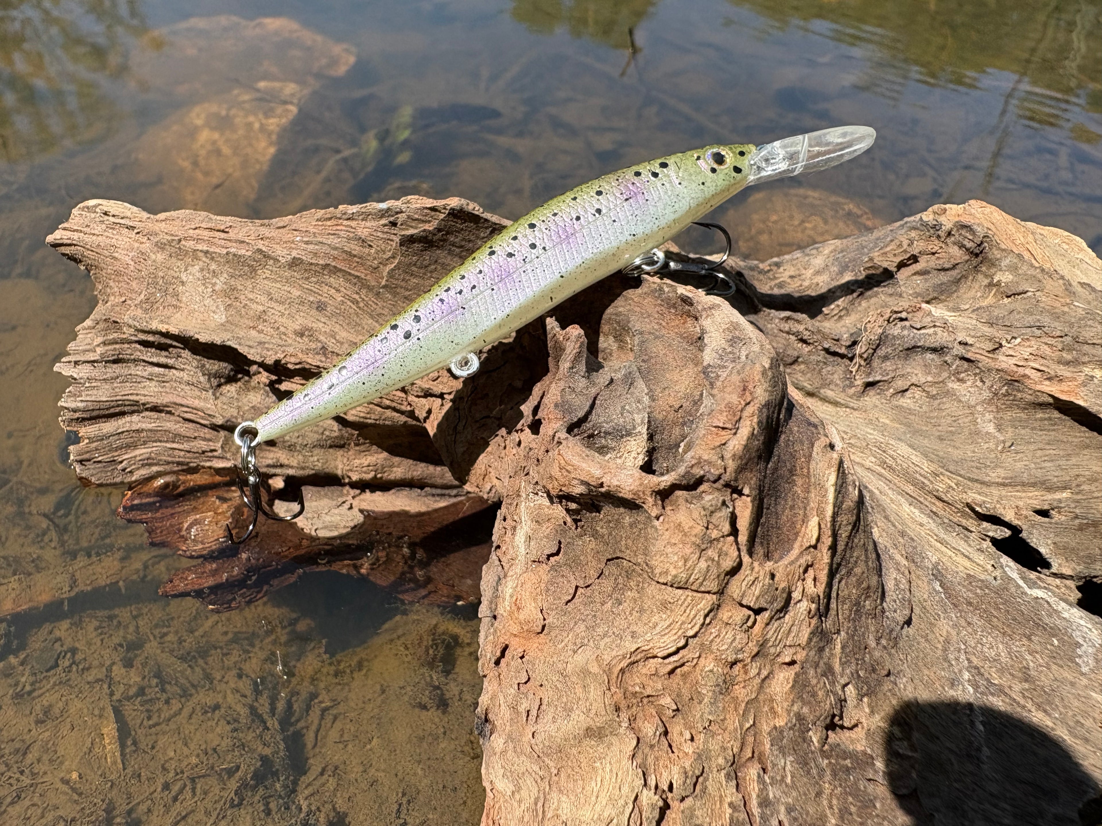 Rainbow Trout Fingerling