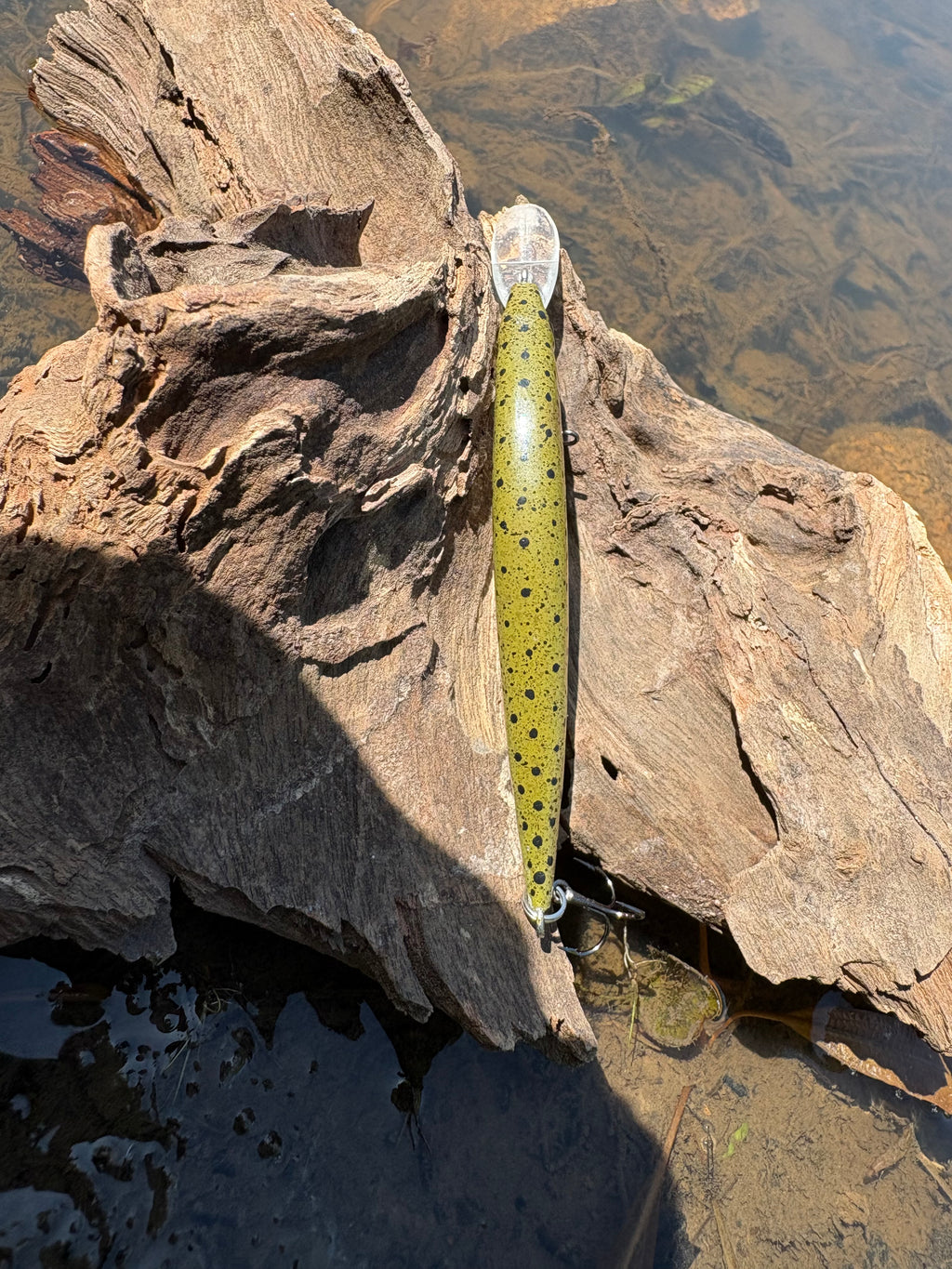 Rainbow Trout Fingerling