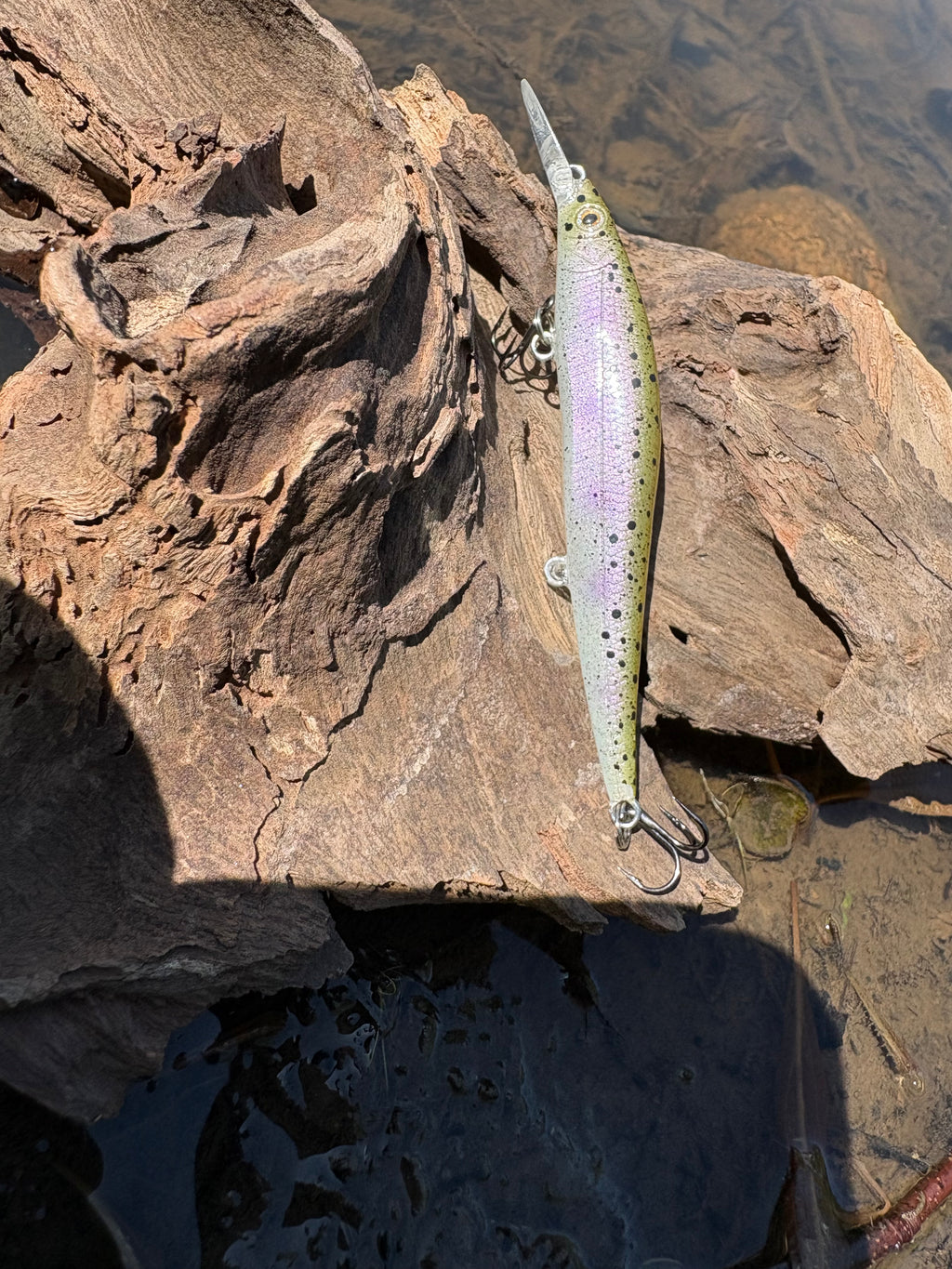 Rainbow Trout Fingerling