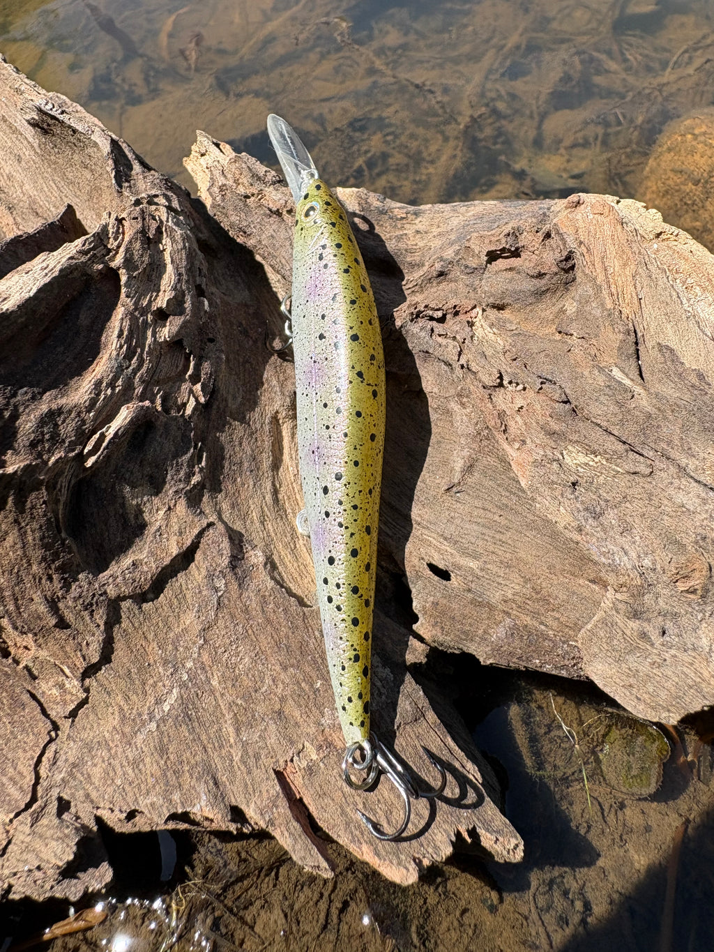 Rainbow Trout Fingerling