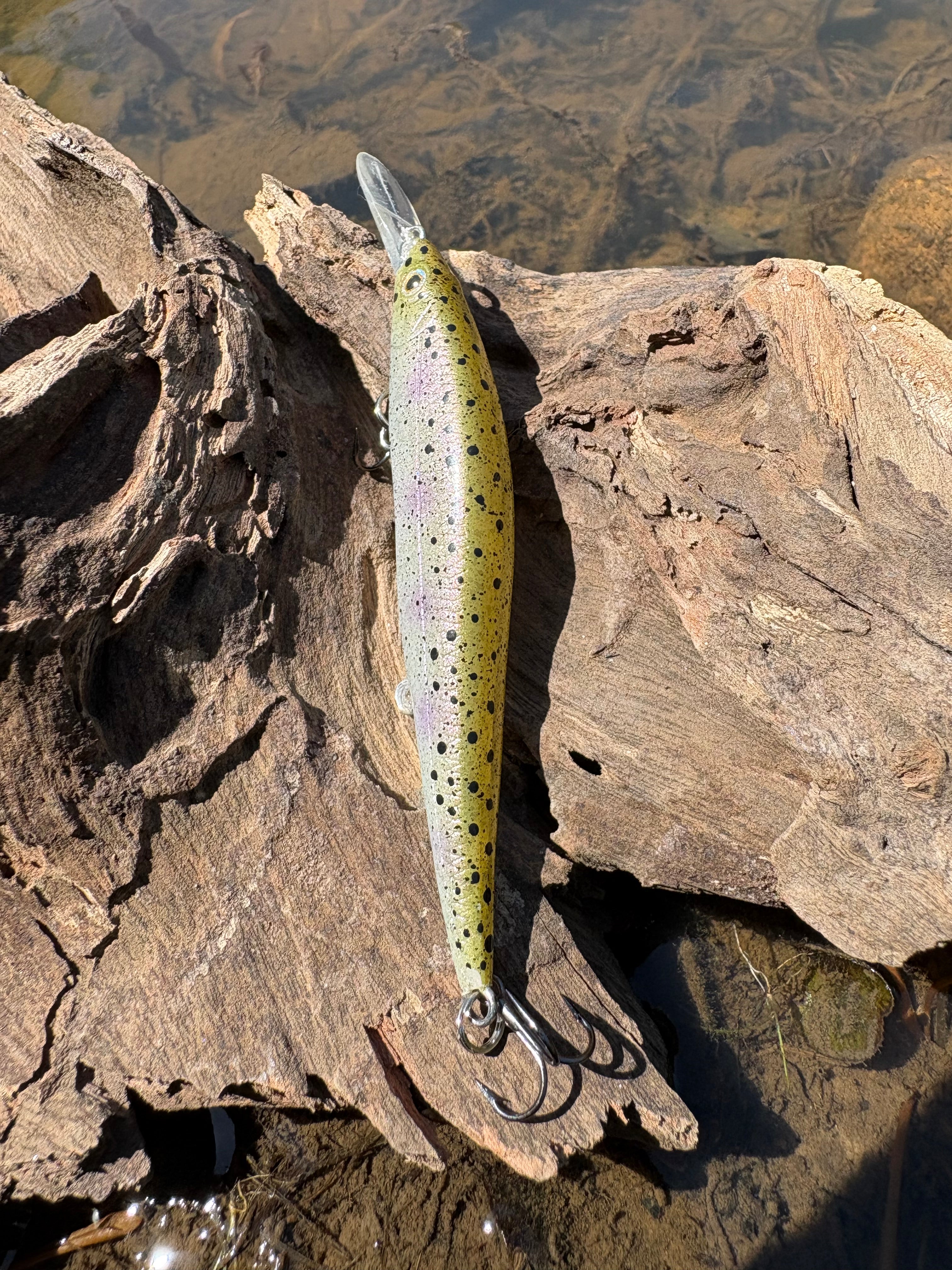 Rainbow Trout Fingerling