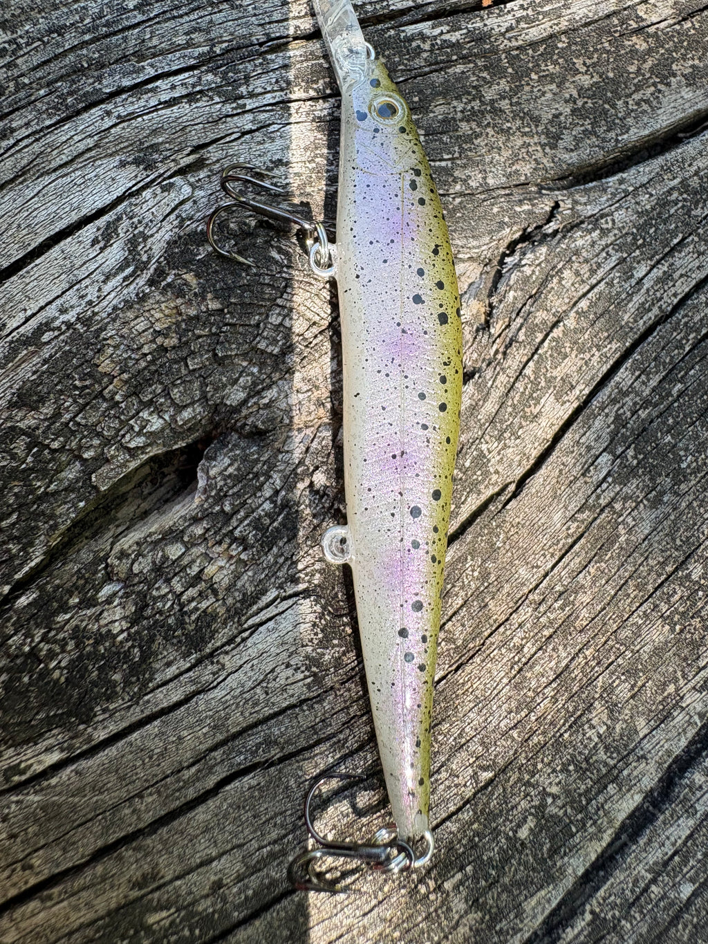 Rainbow Trout Fingerling