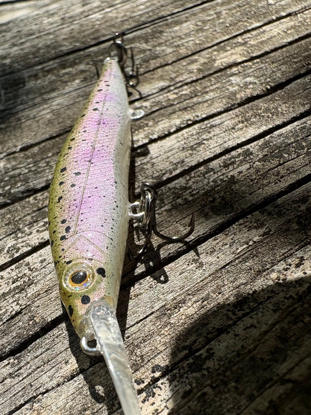 Rainbow Trout Fingerling